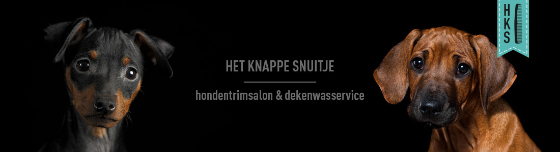 het knappe snuitje hondentrimsalon etten-leur banner